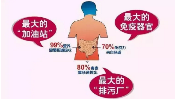 肠胃不好的人免疫力不可能好