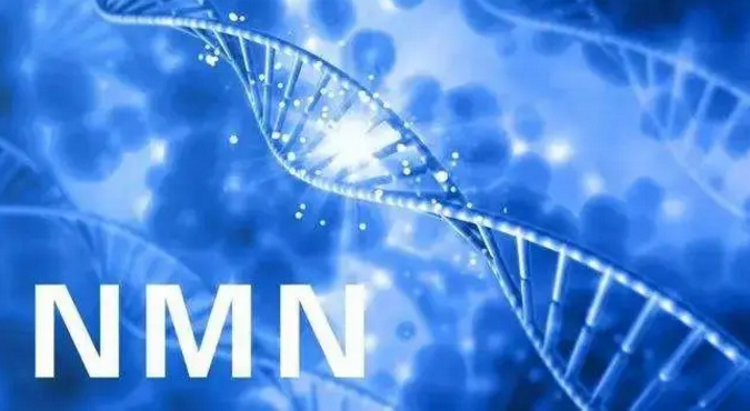 NMN与改善卵巢功能