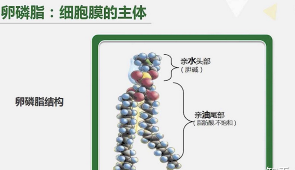 卵磷脂的真实作用与效果，哪个牌子的卵磷脂降血脂效果好