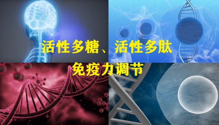 小分子活性肽与免疫力低下