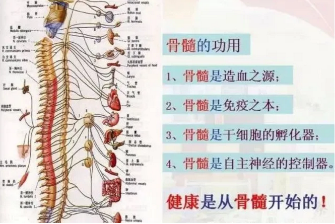 骨髓与生命力的，补骨髓与健康