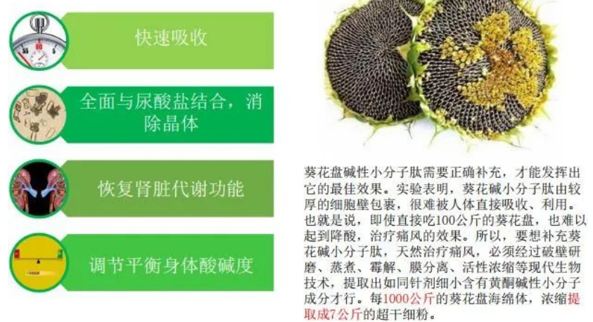 葵花盘小分子肽对痛风效果怎么样？多久能降尿酸？