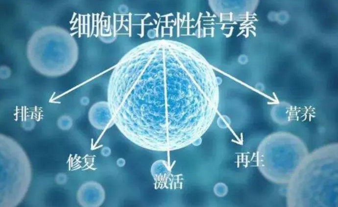 小分子活性肽.png