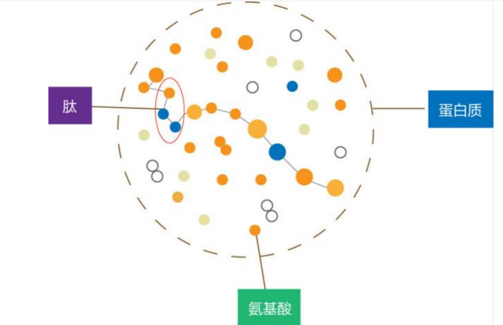 小分子肽真的比蛋白粉效果好吗？喝肽真的可以延长寿命吗？