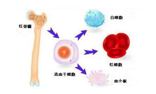 气血不足怎么办？在很大程度来讲补骨髓就能补气血！