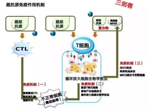 协合超抗原是什么?协合超抗原的主要作用