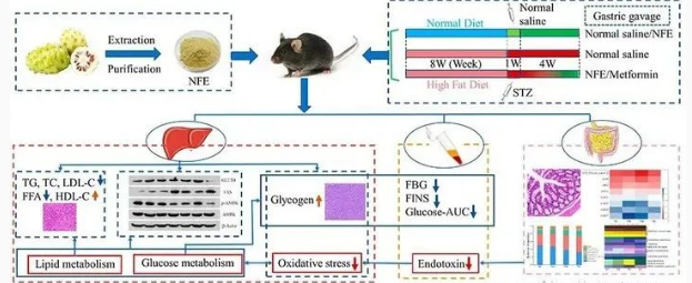 诺丽果酚类与降血糖血脂