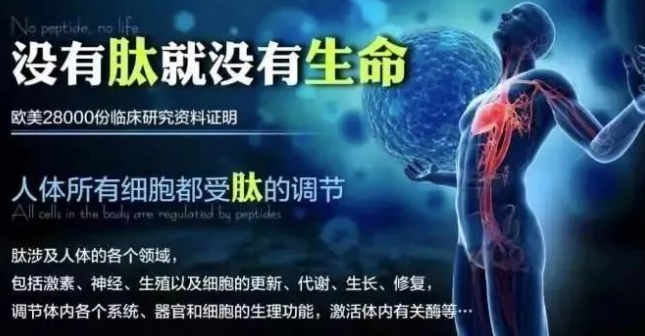 小分子活性肽与辅助改善三高