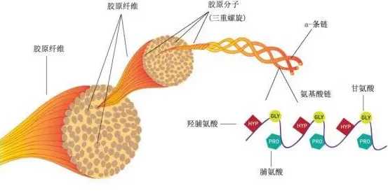 多肽胶原蛋白品牌排名