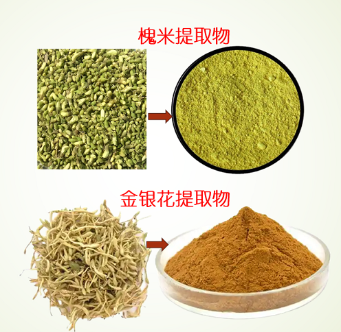 槐米金银花.png