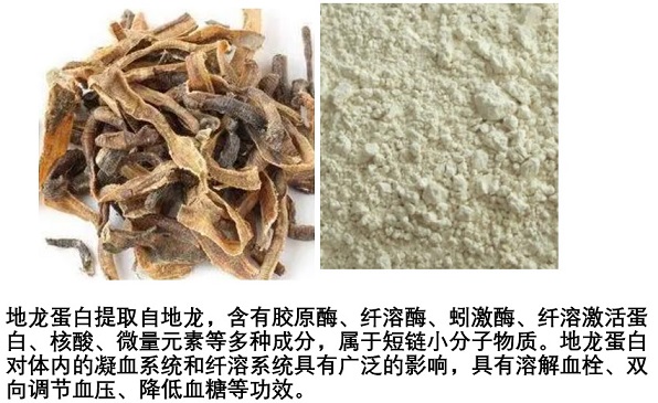 地龙蛋白2.jpg
