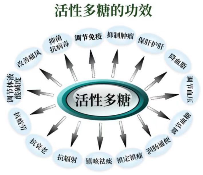 活性多糖功能.jpg