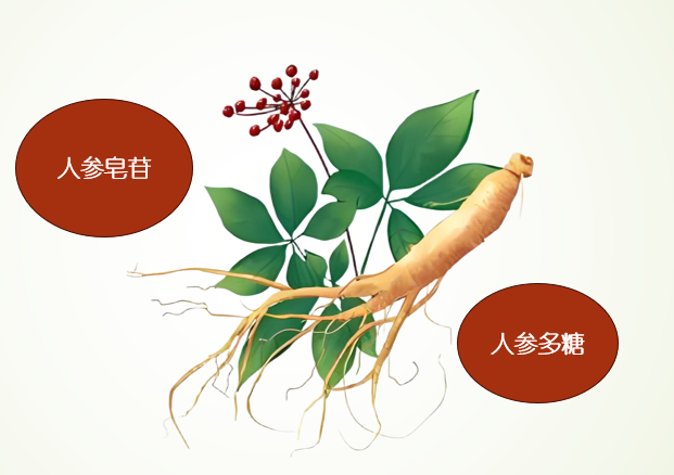 人参固体饮料成分.png