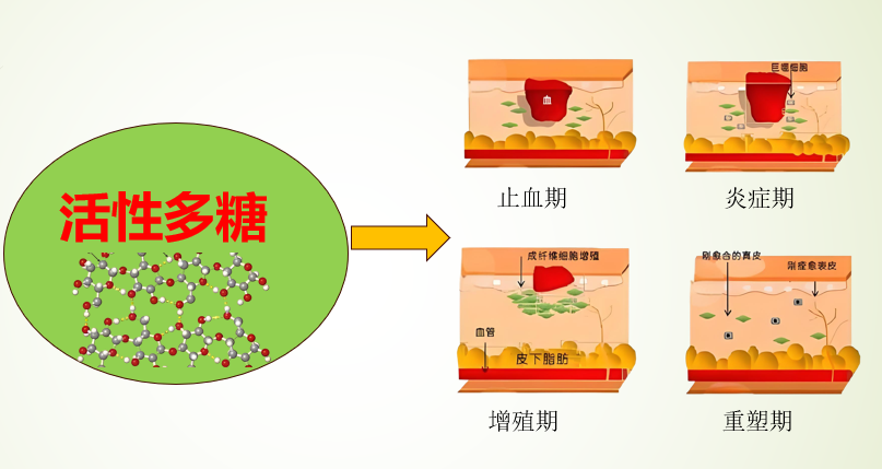活性多糖促进伤口愈合.png
