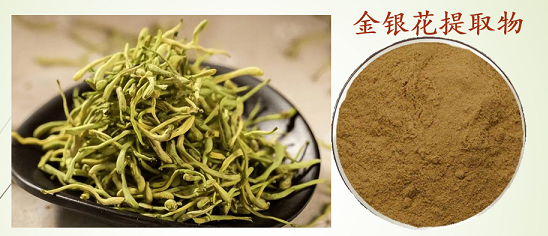 金银花提取物绿原酸.png 金银花提取物绿原酸.png