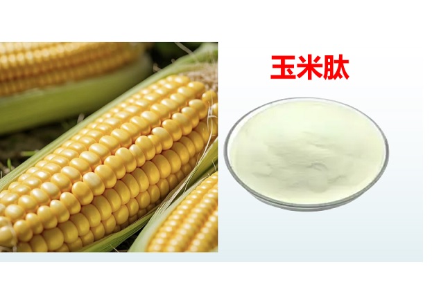 玉米肽.jpg 玉米肽.jpg
